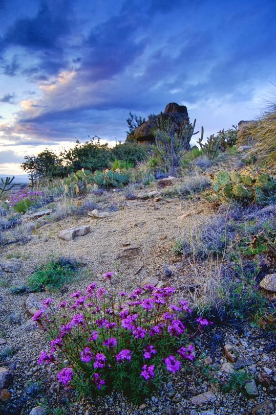 This may contain: purple flowers growing on the side of a rocky hill under a blue sky with clouds