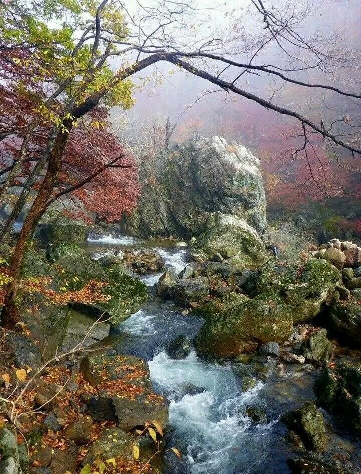 This may contain: a river running through a forest filled with lots of rocks and trees covered in fall foliage