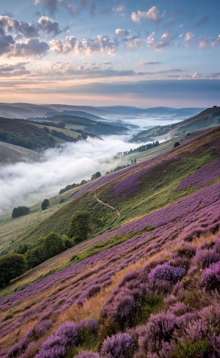 This may contain: the rolling hills are covered in clouds and lavenders as the sun rises over the valley