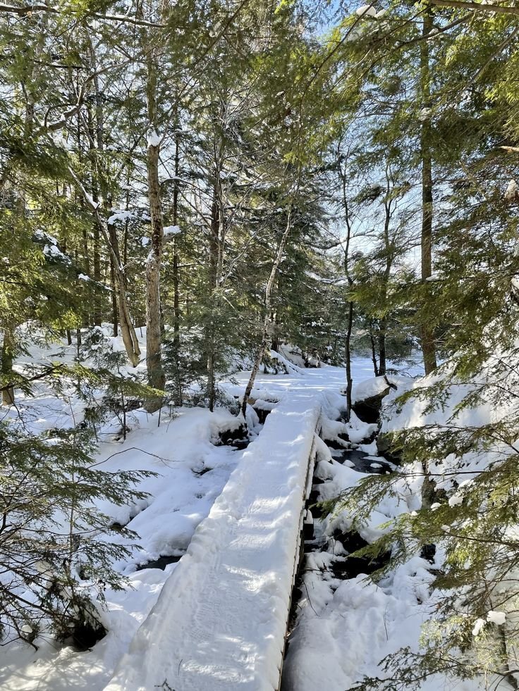 This may contain: a snow covered path in the woods with lots of trees