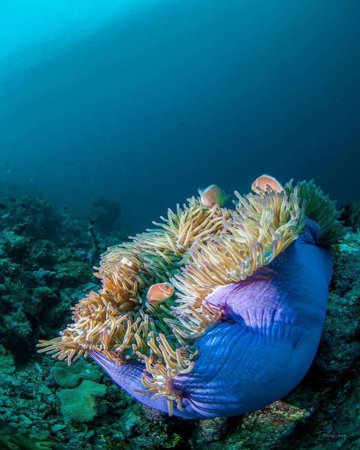 This may contain: an orange and purple sea anemone on the ocean floor