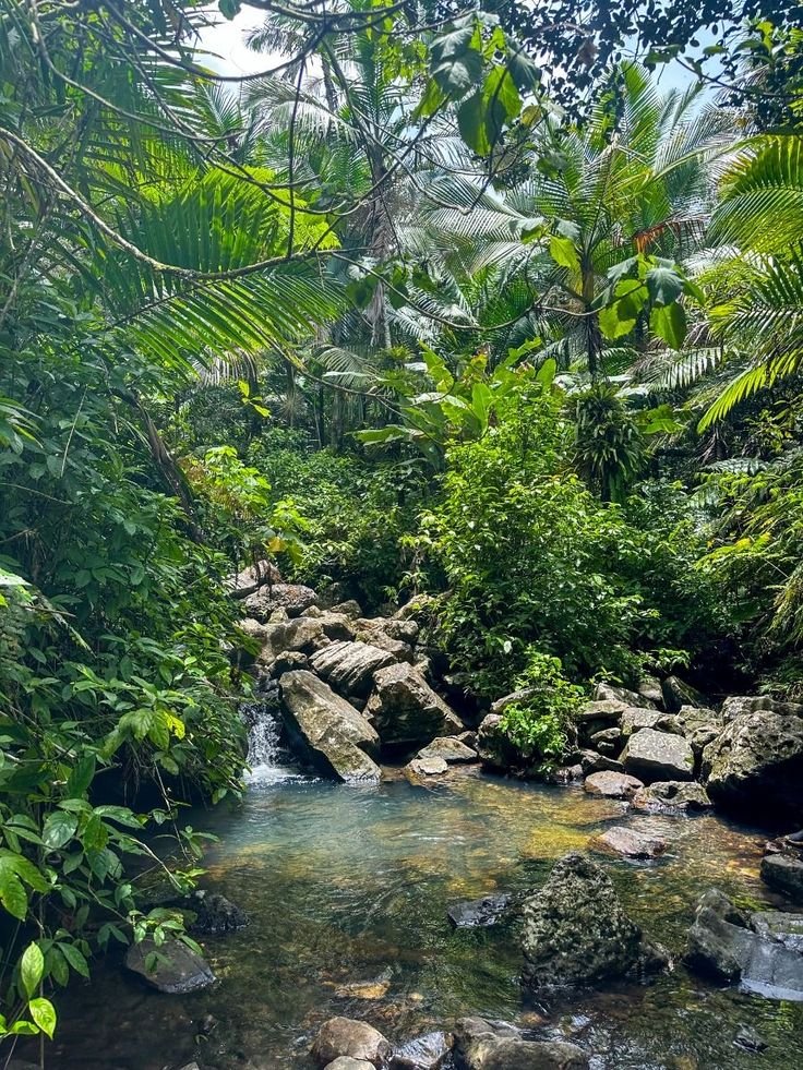 This may contain: a stream running through a lush green forest filled with lots of trees and rocks, surrounded by greenery