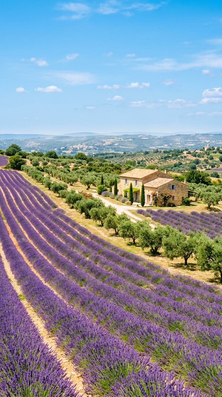 This may contain: the lavender fields are full of purple flowers