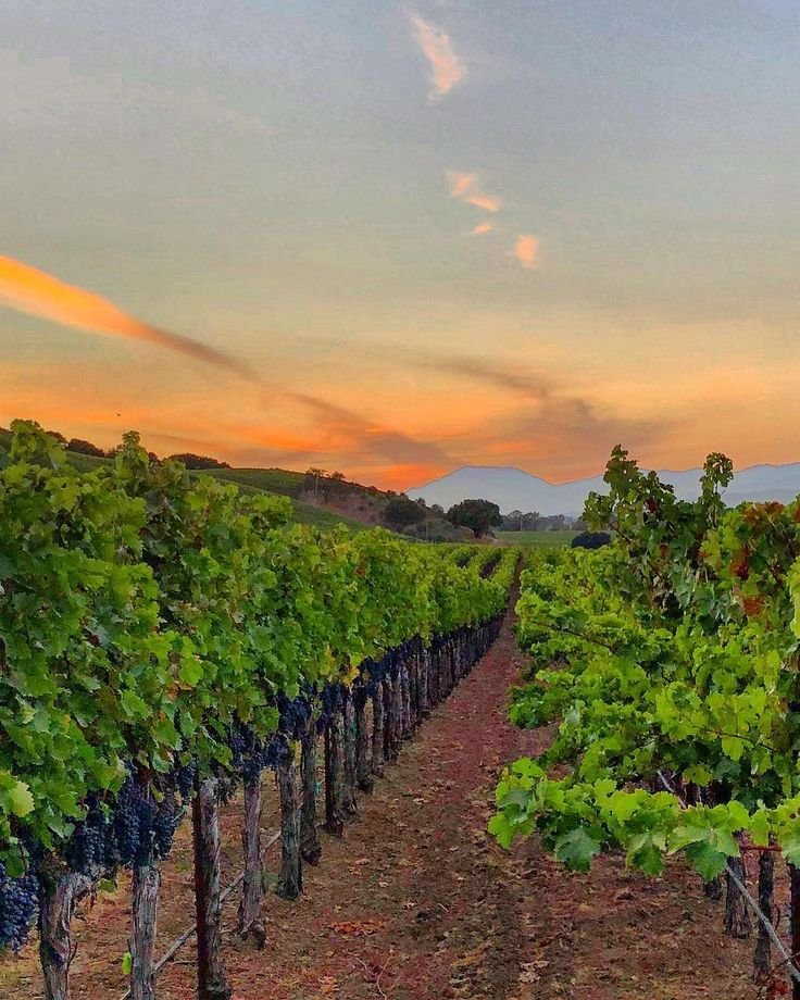 This may contain: the sun is setting over a vineyard with many rows of vines in front of it