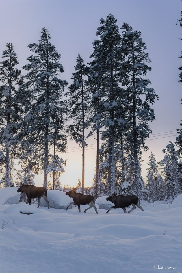 This may contain: three moose are walking through the snow in front of some trees