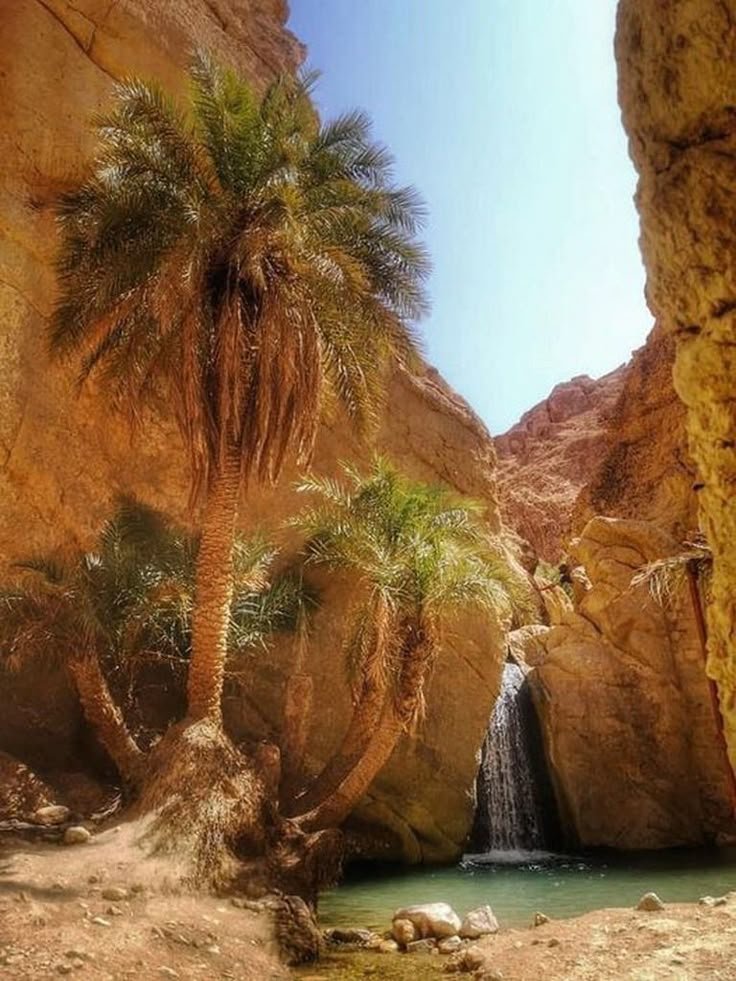 This may contain: palm trees are growing in the desert near a waterfall