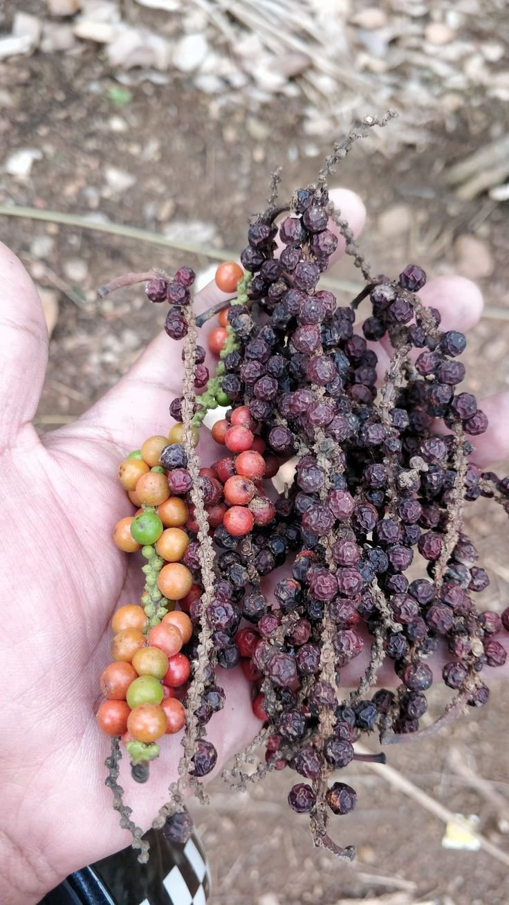 This may contain: a person holding some berries in their hand