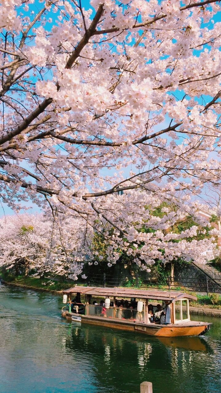 This may contain: a boat traveling down a river under cherry blossom trees
