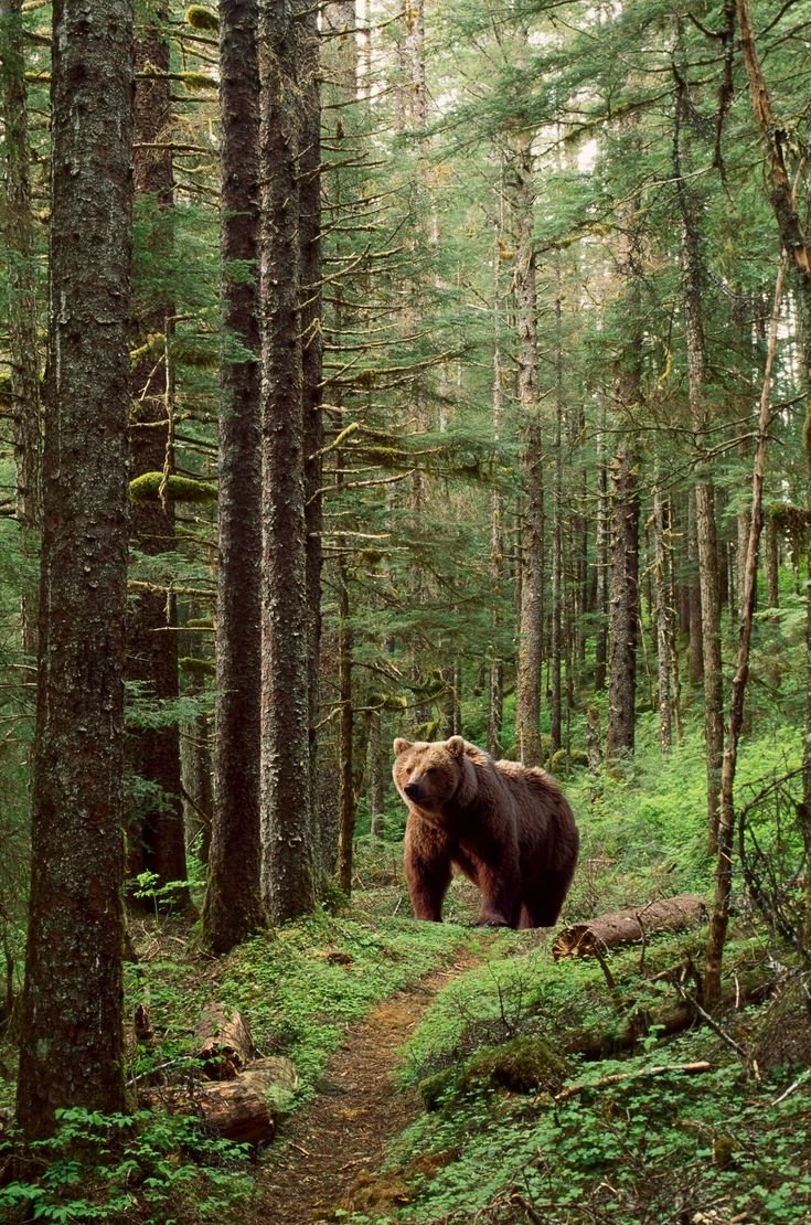 This may contain: a brown bear walking through a forest filled with trees