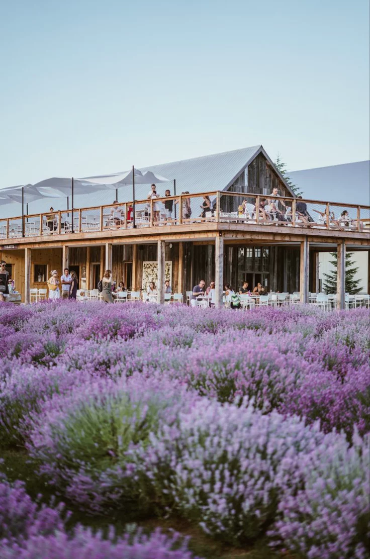 This may contain: people are standing on the roof of a building surrounded by purple flowers and lavenders
