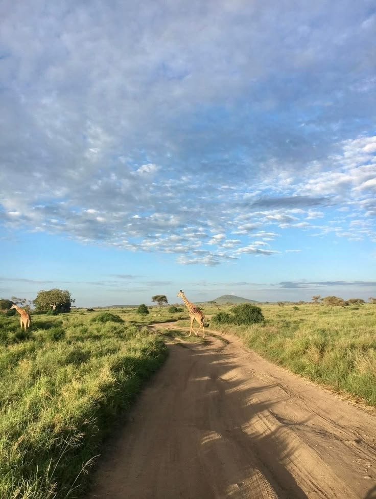 This may contain: two giraffes walking down a dirt road in the middle of an open field