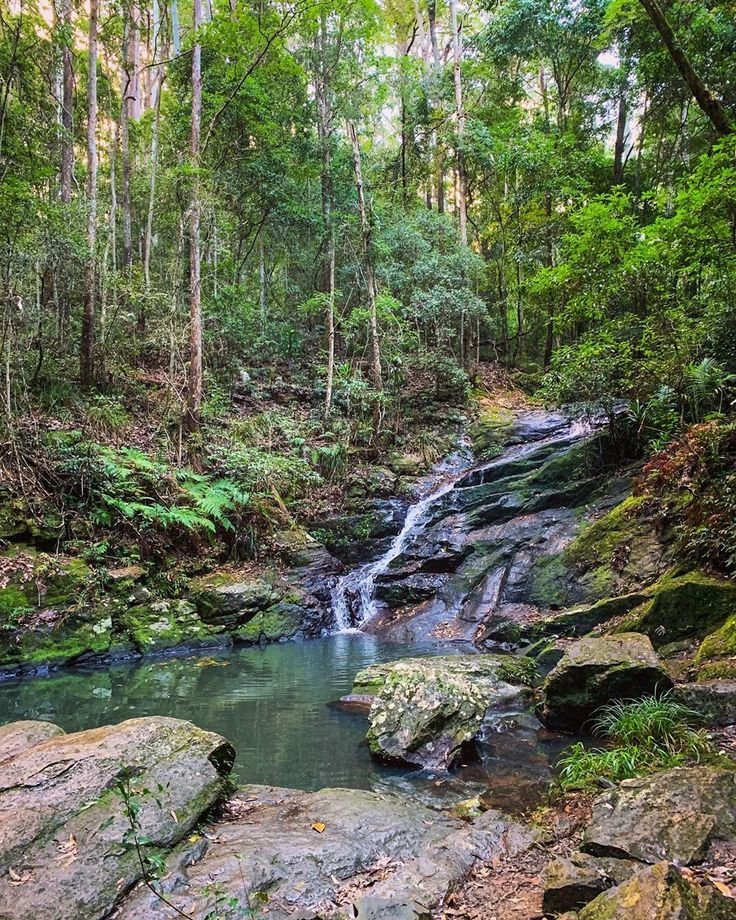 This may contain: a small waterfall in the middle of a forest filled with rocks and trees, surrounded by lush green foliage