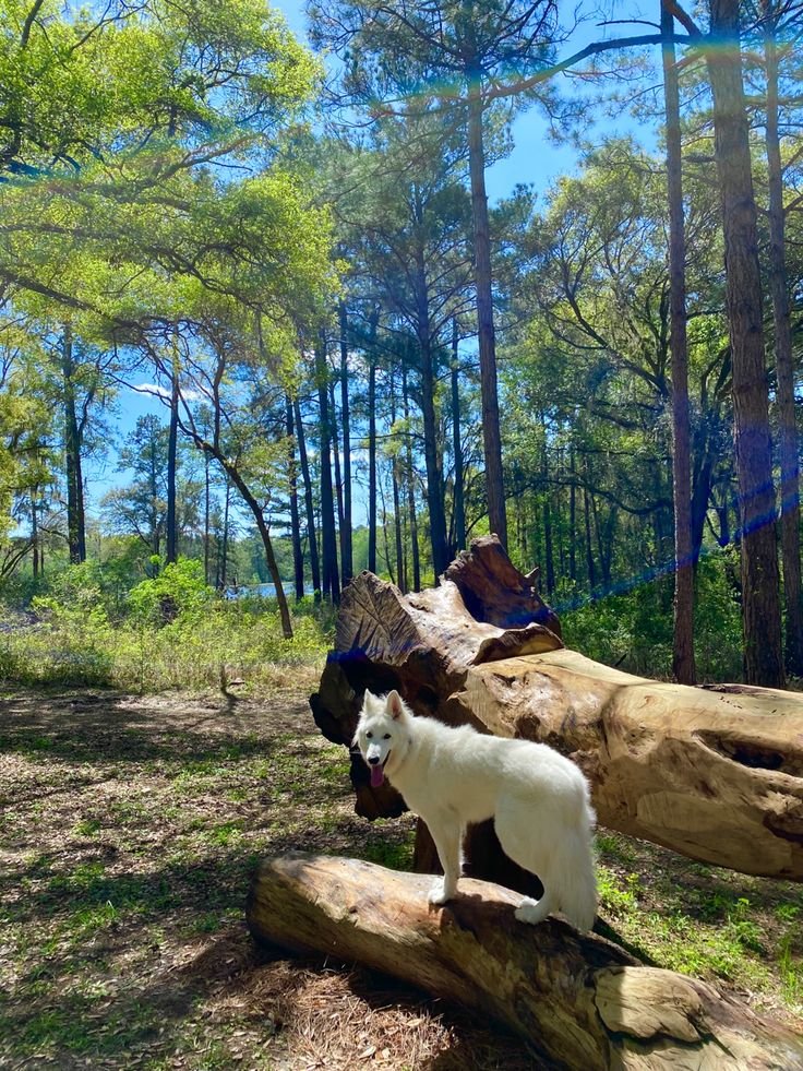 This may contain: a white dog standing on top of a log in the woods