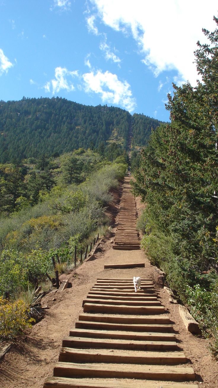 This may contain: there is a dog that is walking down the stairs in the mountain side area with trees on both sides