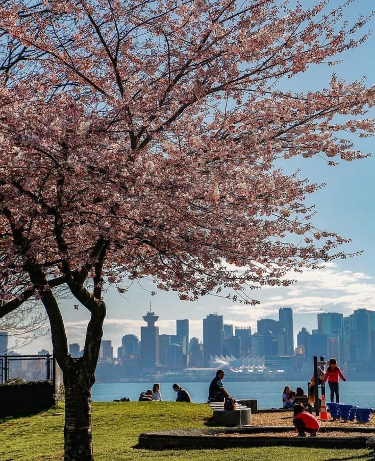 This may contain: people are sitting under the cherry blossom tree in front of the water and city skyline