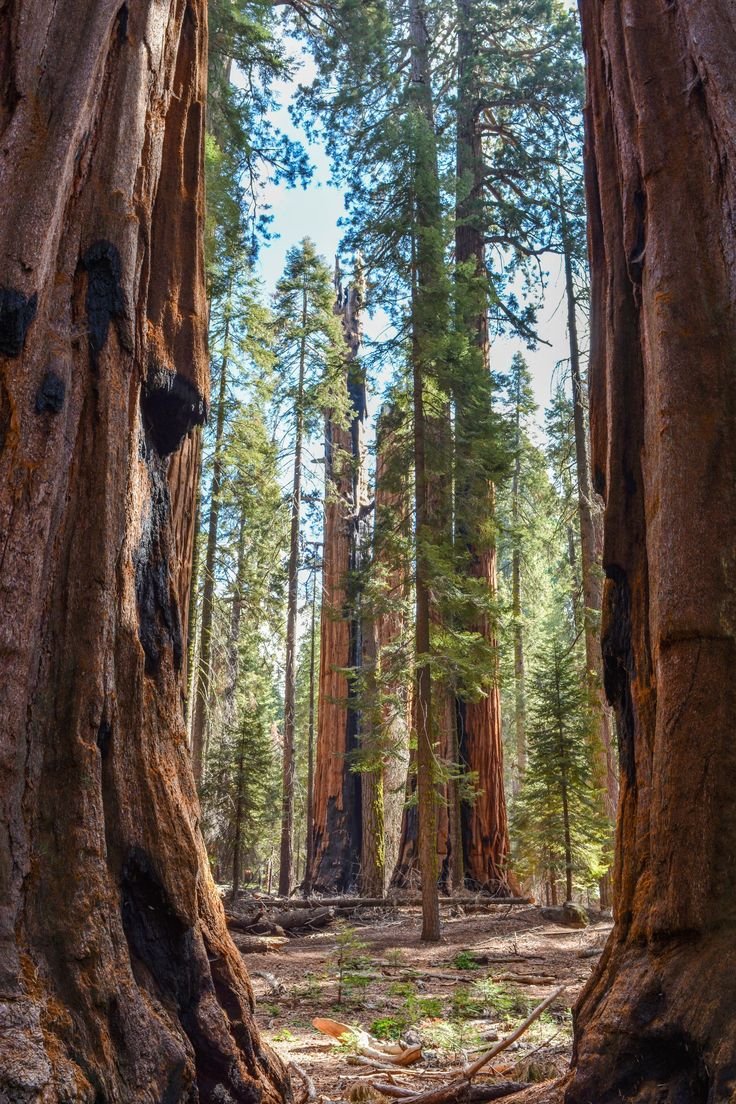 This may contain: the trees are very large and tall in the forest