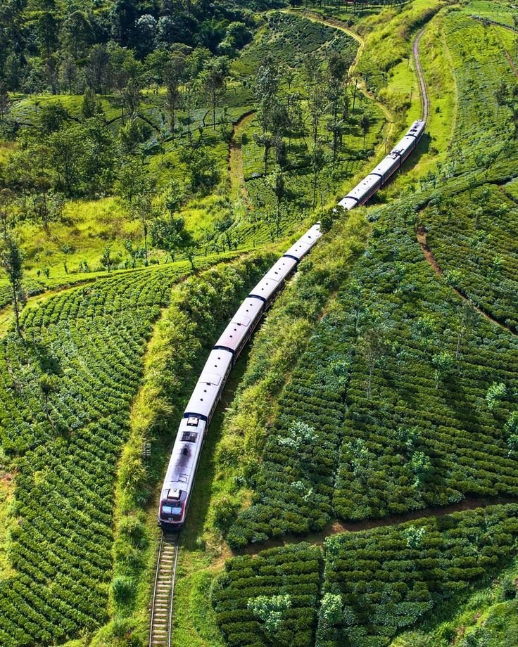 This may contain: an aerial view of a train on the tracks through tea bushes and coffee trees in malaysia