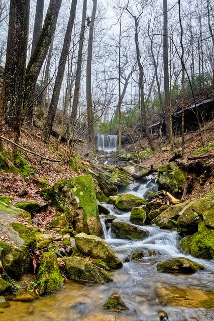 This may contain: a stream running through a forest filled with rocks
