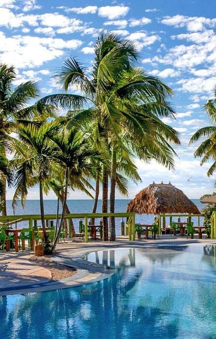 This may contain: an outdoor swimming pool surrounded by palm trees and the ocean in the backgroud
