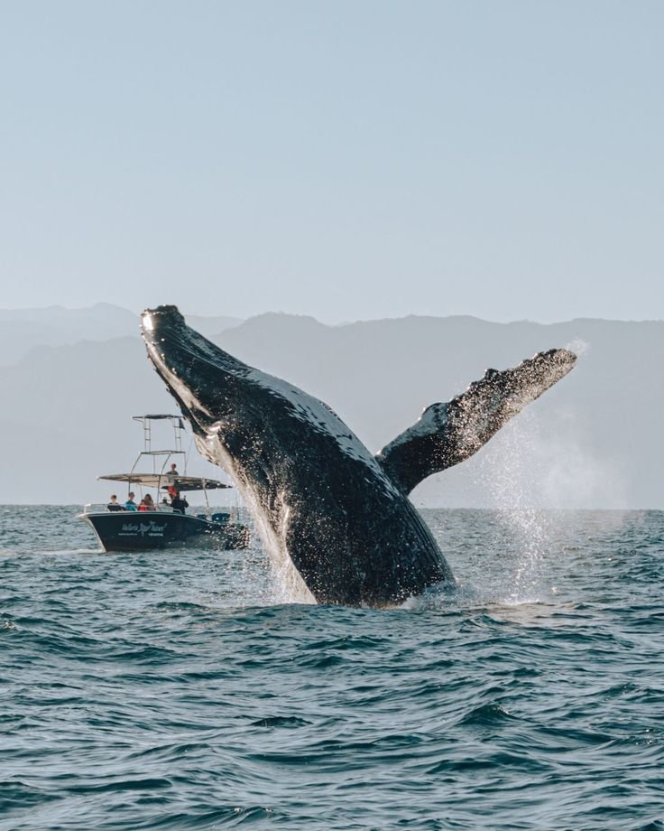 This may contain: a humpback whale jumping out of the water with a boat in the background