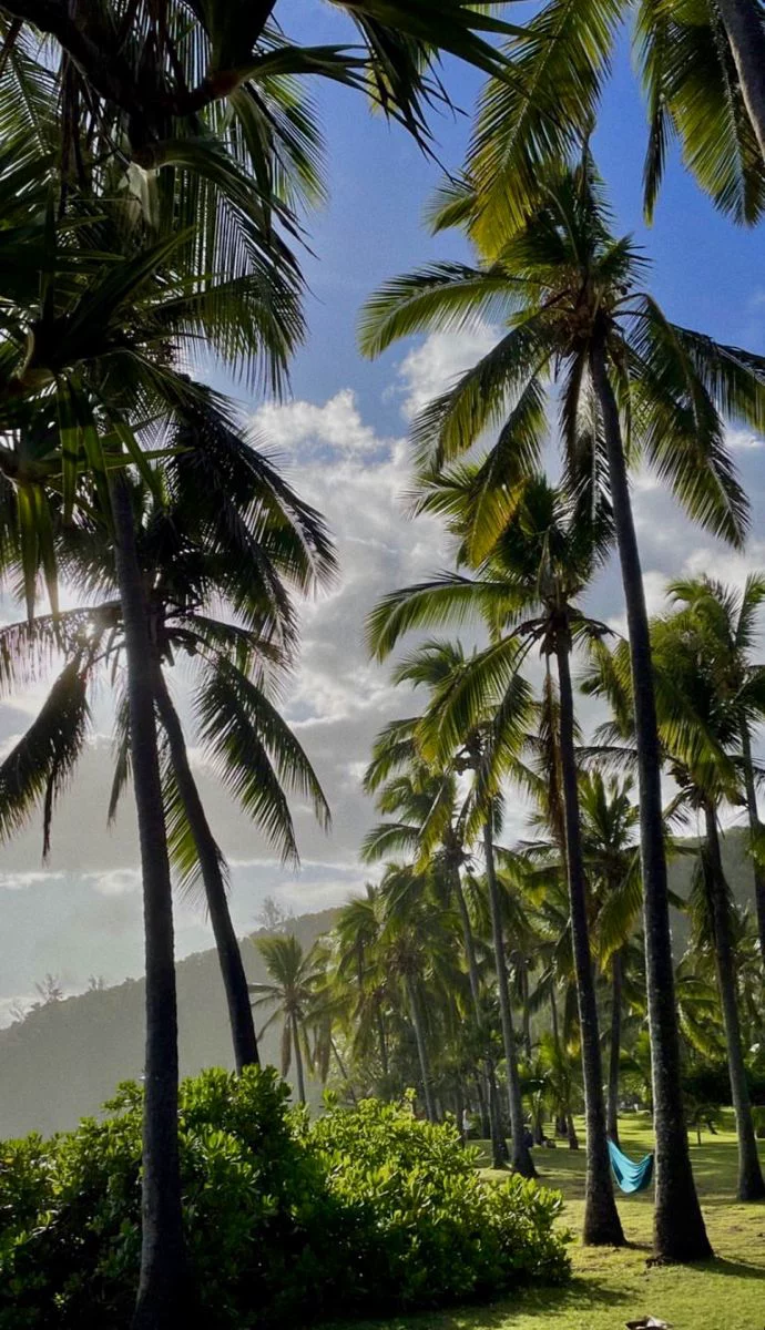 This may contain: a hammock between palm trees on the beach