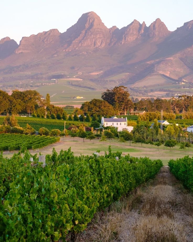 This may contain: a vineyard with mountains in the background and houses on the other side that is surrounded by vines