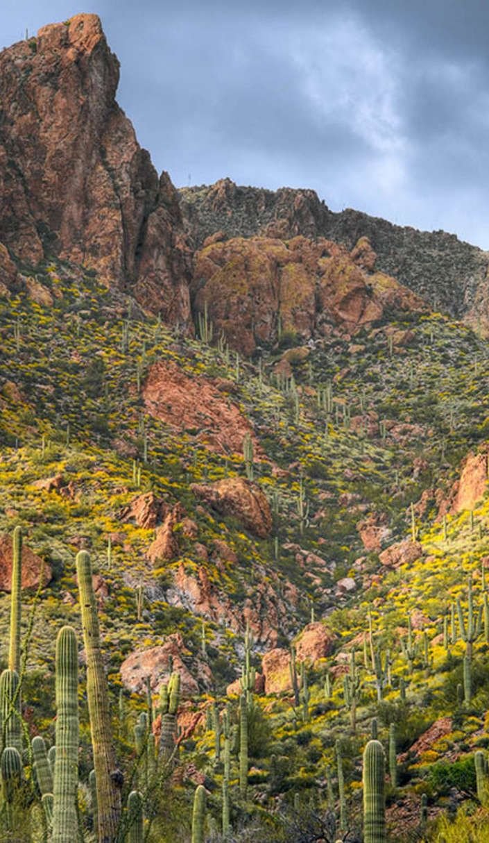 This may contain: the mountains are covered in green vegetation and cactus trees, with yellow flowers growing on them