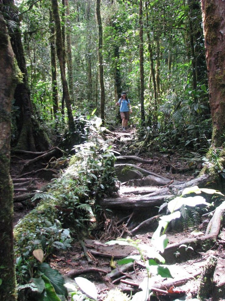 This may contain: a man is walking through the woods on a trail