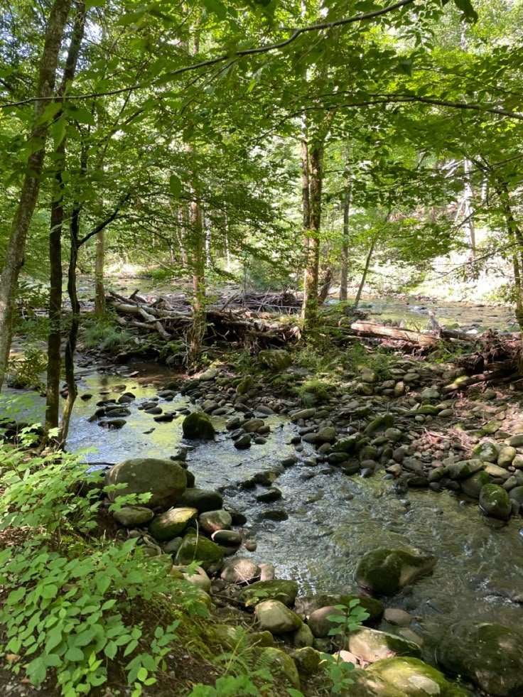 This may contain: a stream running through a forest filled with lots of green plants and rocks on the ground