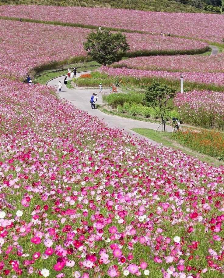 This may contain: people are walking through a field full of pink and white flowers on the side of a road