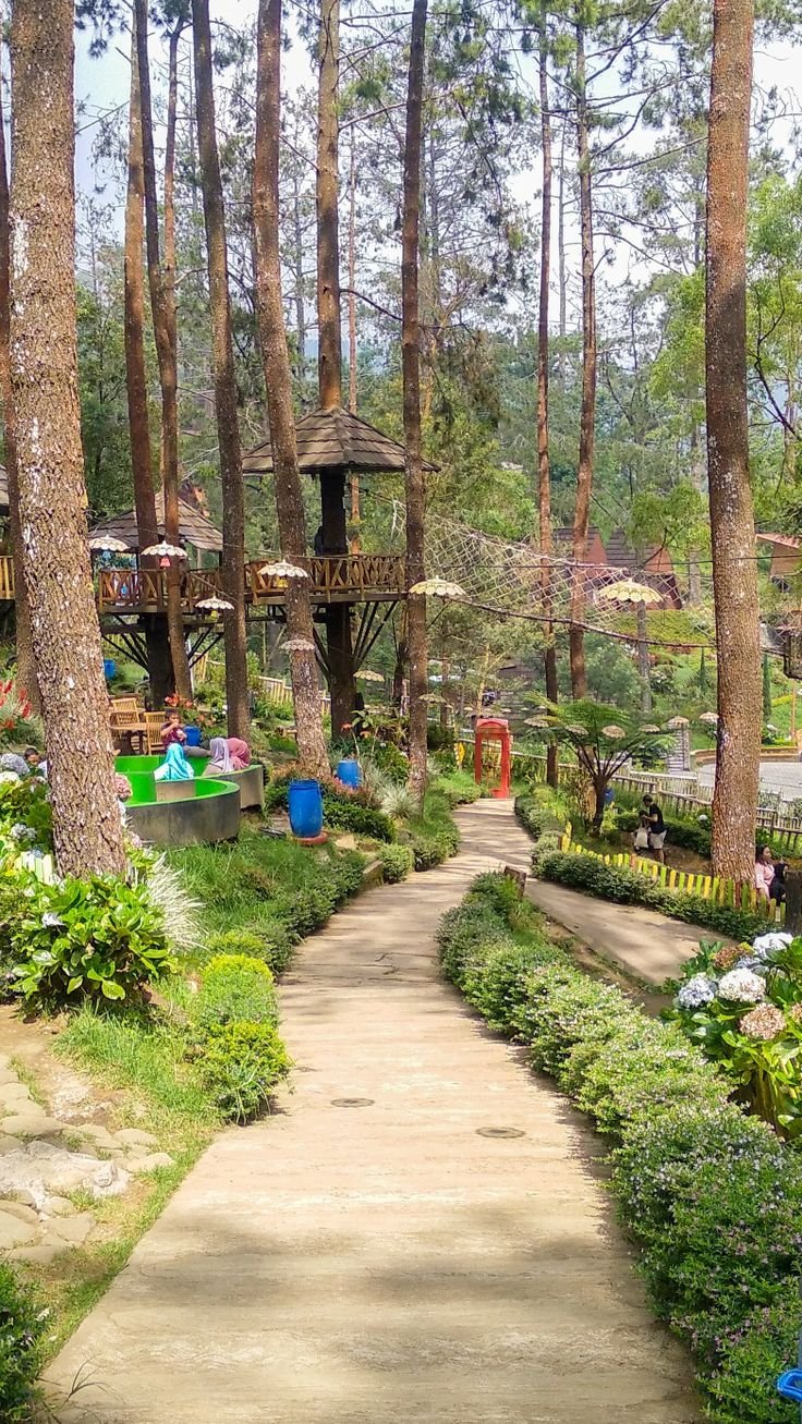 This may contain: a pathway in the middle of a forest with lots of trees