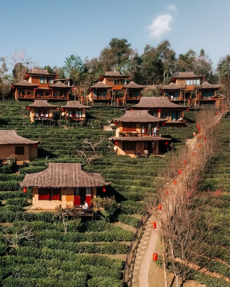 This may contain: many small houses in the middle of a tea estate with trees and bushes around them
