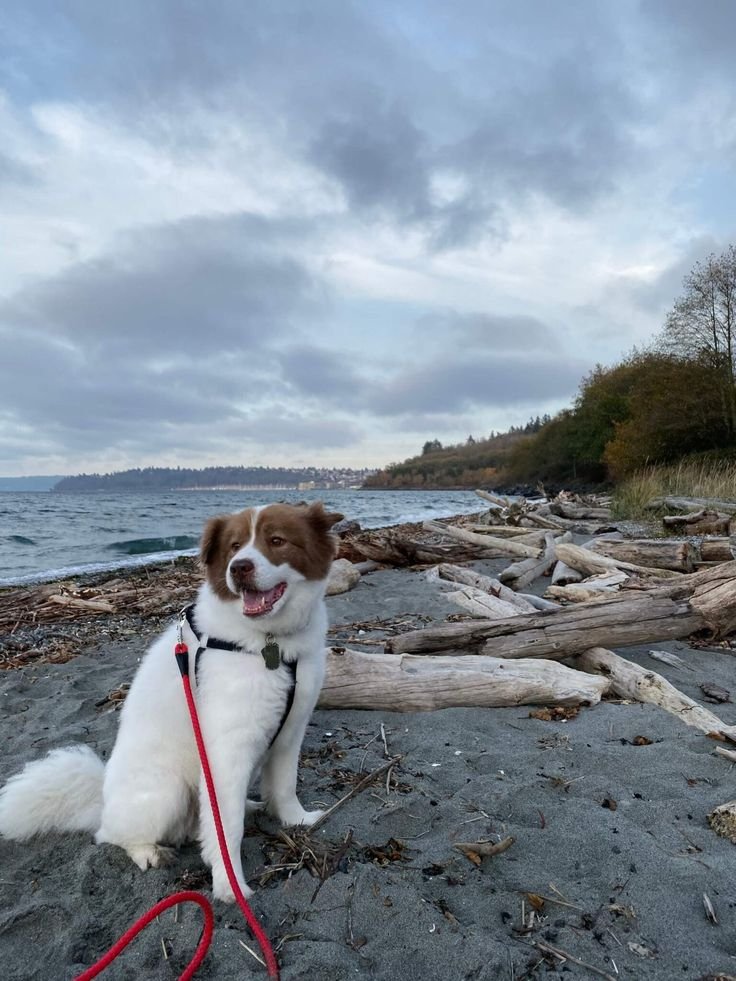 This may contain: a brown and white dog sitting on top of a sandy beach