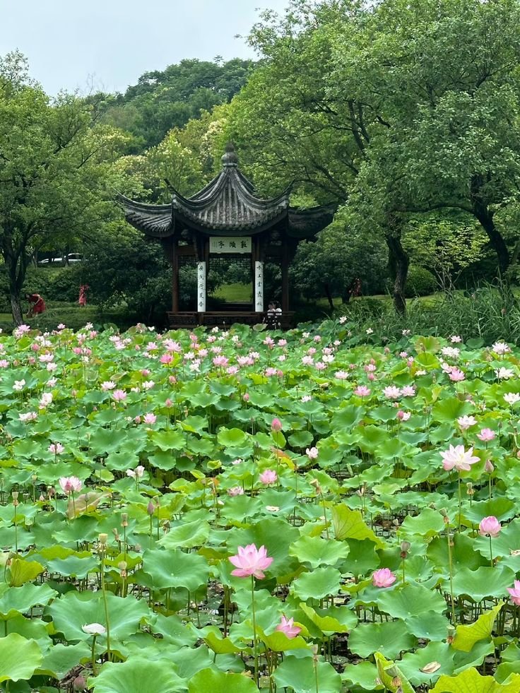 This may contain: a large pond filled with lots of water lilies