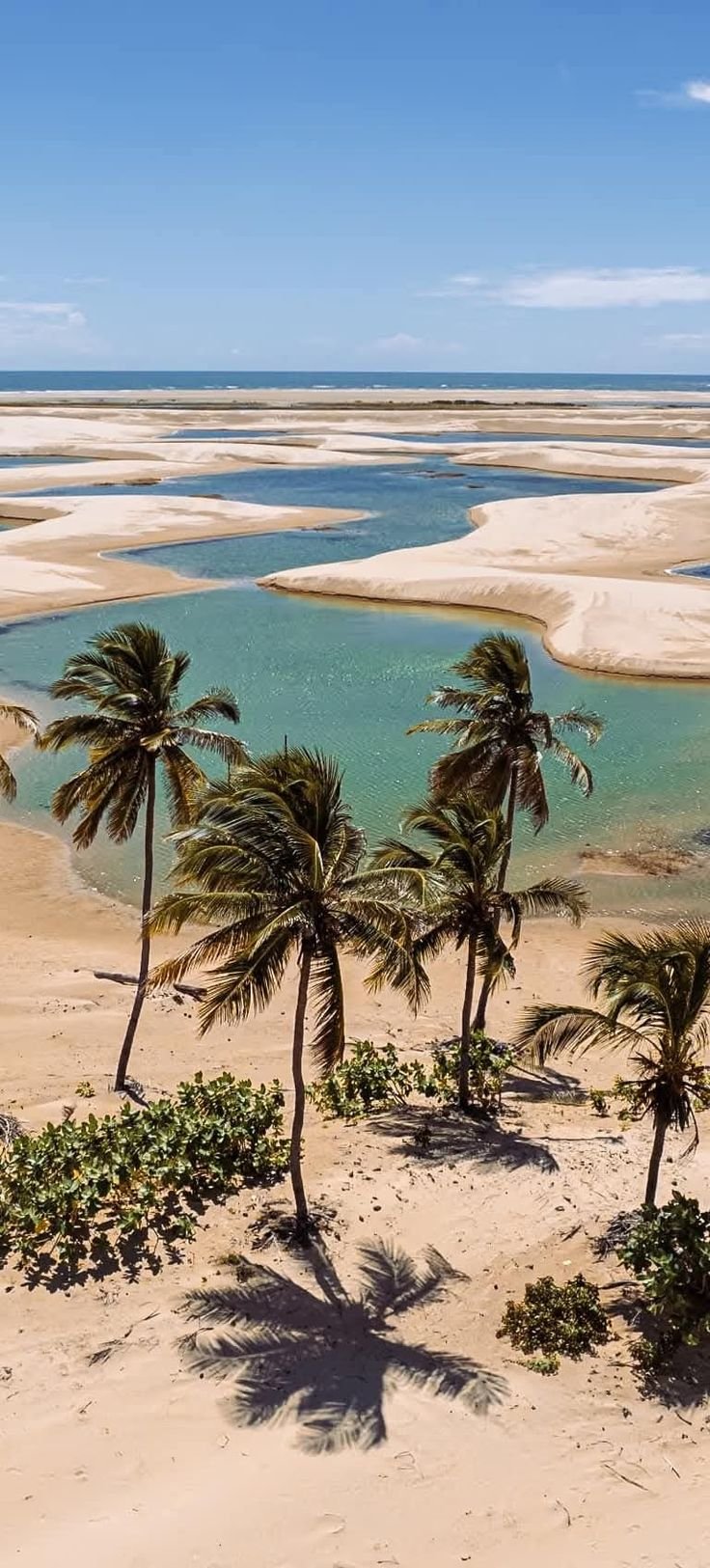 This may contain: palm trees on the beach with water and sand in the background at low tide point