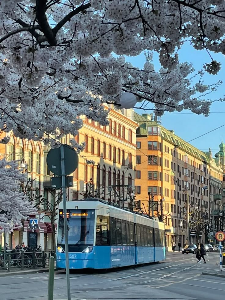 This may contain: a blue and white tram traveling down a street next to tall buildings with cherry blossoms on the trees