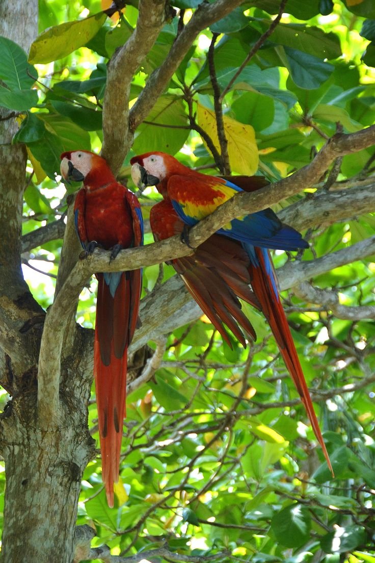 This may contain: two red and blue parrots are sitting in a tree