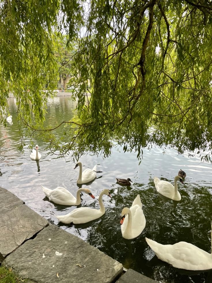 This may contain: several white swans swimming in the water under a tree
