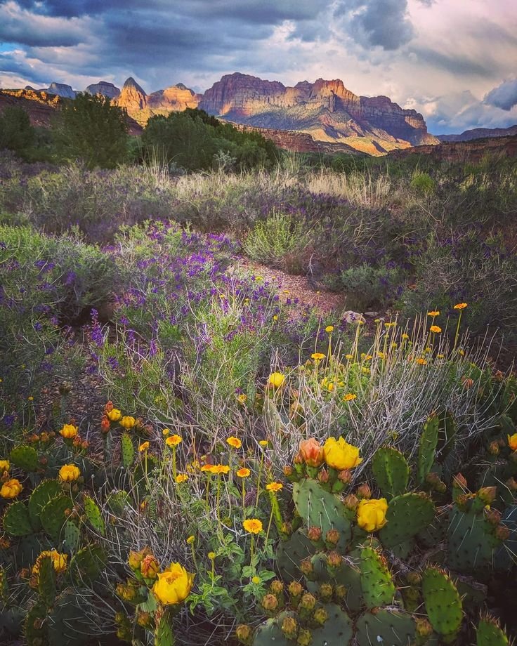 This may contain: wildflowers and cactus with mountains in the background