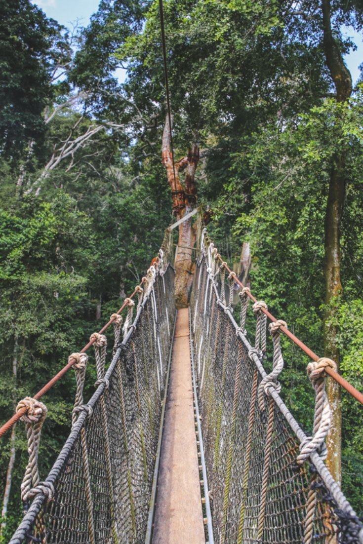 This may contain: a man walking across a suspension bridge in the forest with ropes hanging from it's sides