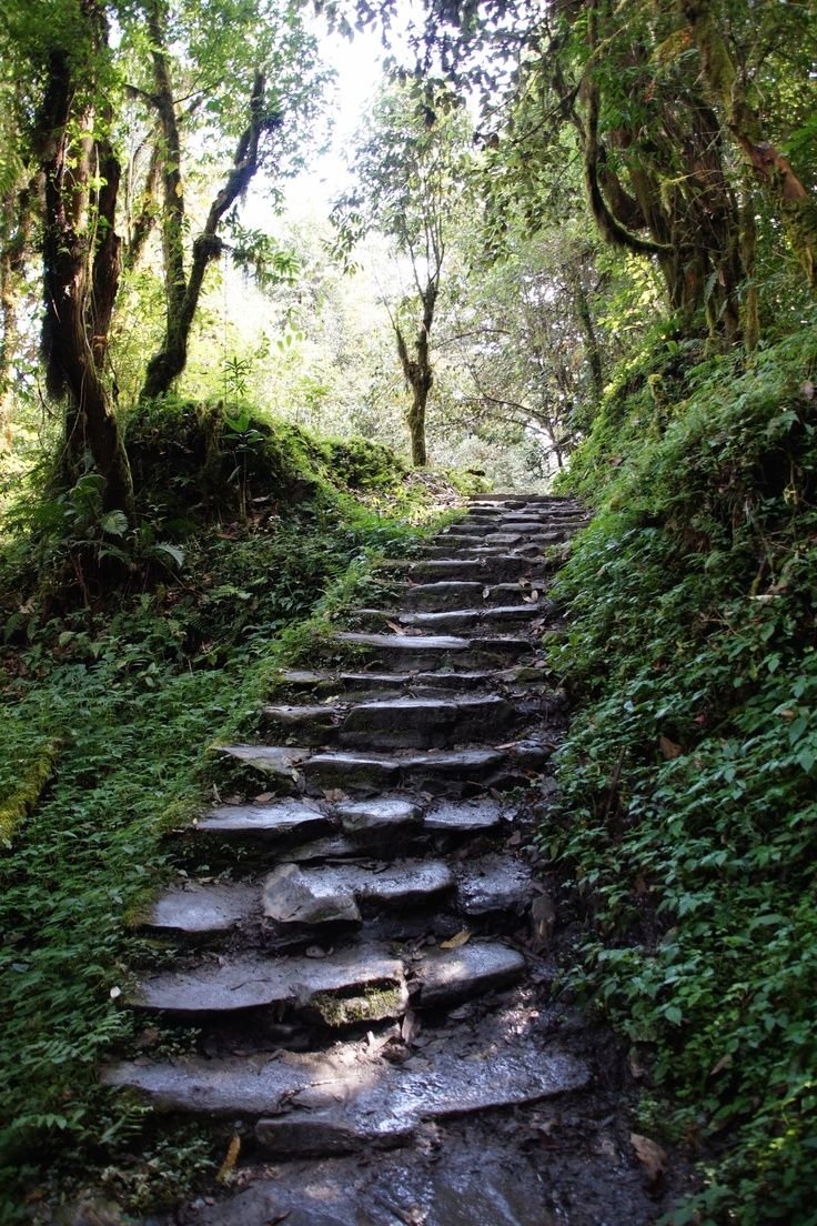 This may contain: a set of stone steps in the middle of a forest