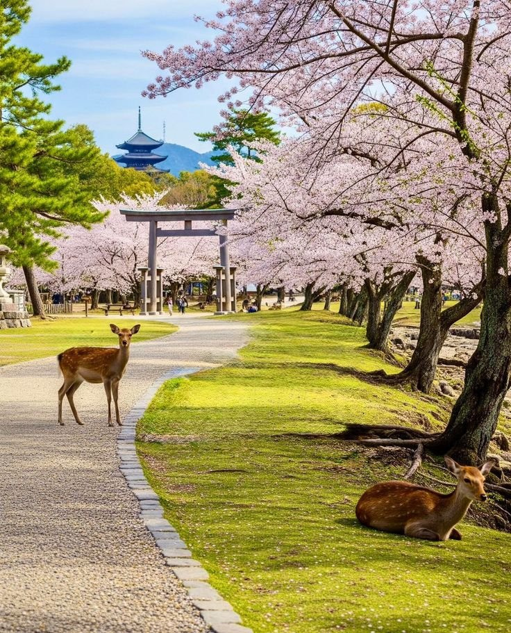 This may contain: two deers are walking down the path in front of cherry blossom trees and a pagoda