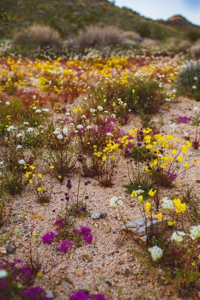 This may contain: wildflowers and other flowers grow in the desert