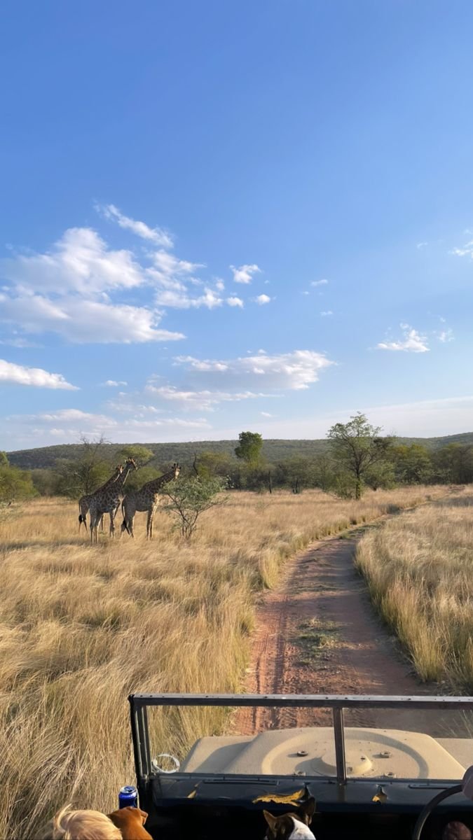 This may contain: two giraffes are walking in the distance as people ride in an open vehicle