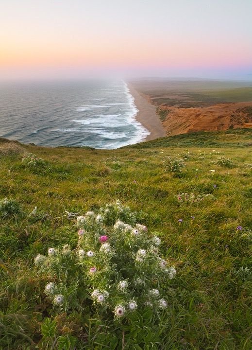 This may contain: wildflowers growing on the side of a cliff overlooking the ocean at sunset or dawn